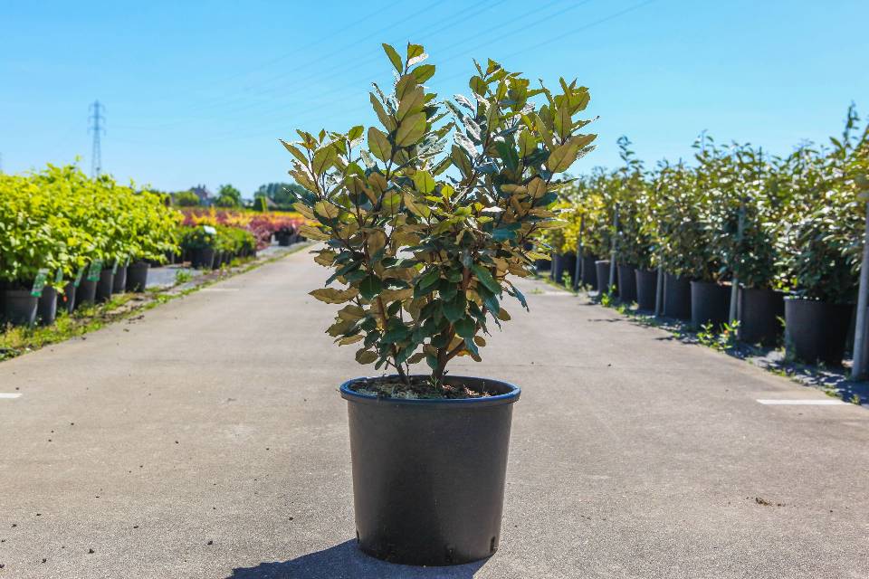 elaeagnus