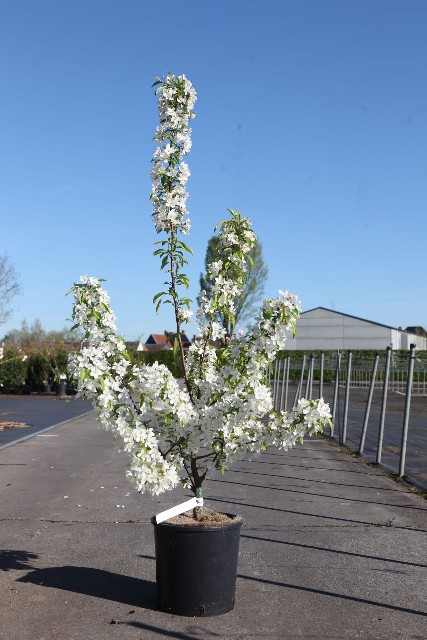 malus