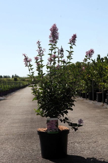 syringa