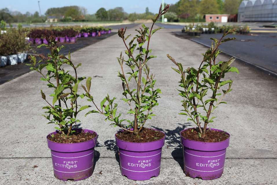 syringa