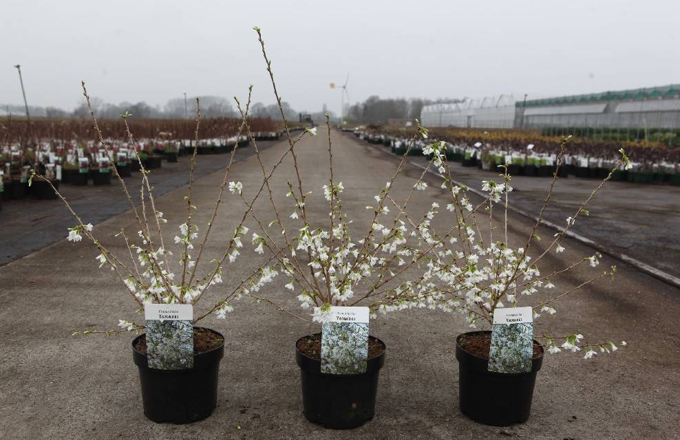 prunus
