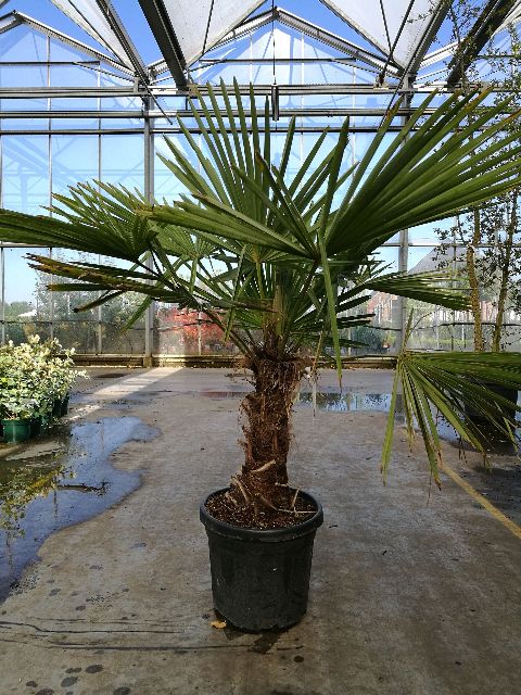 Trachycarpus (cham. excelsa)