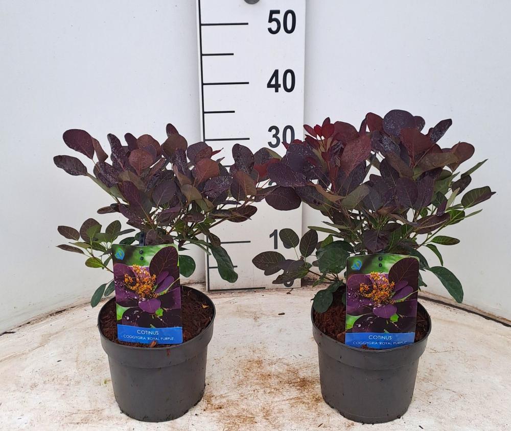 Cotinus