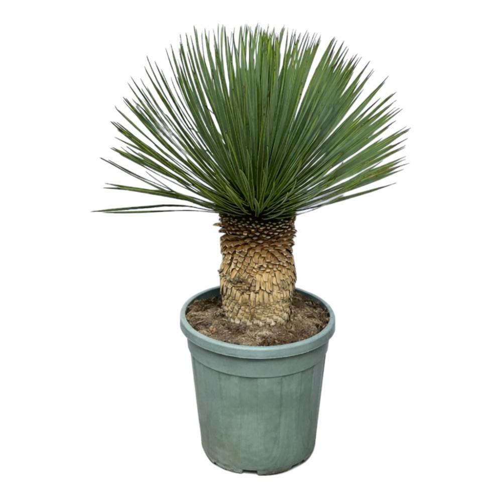 yucca