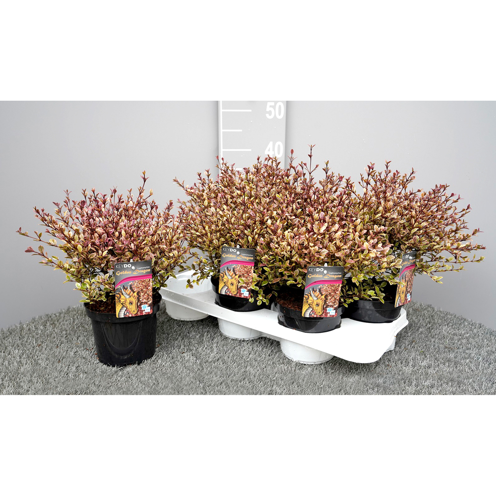 Lophomyrthus ralphii golden dragon