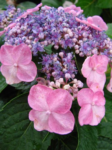 hydrangea
