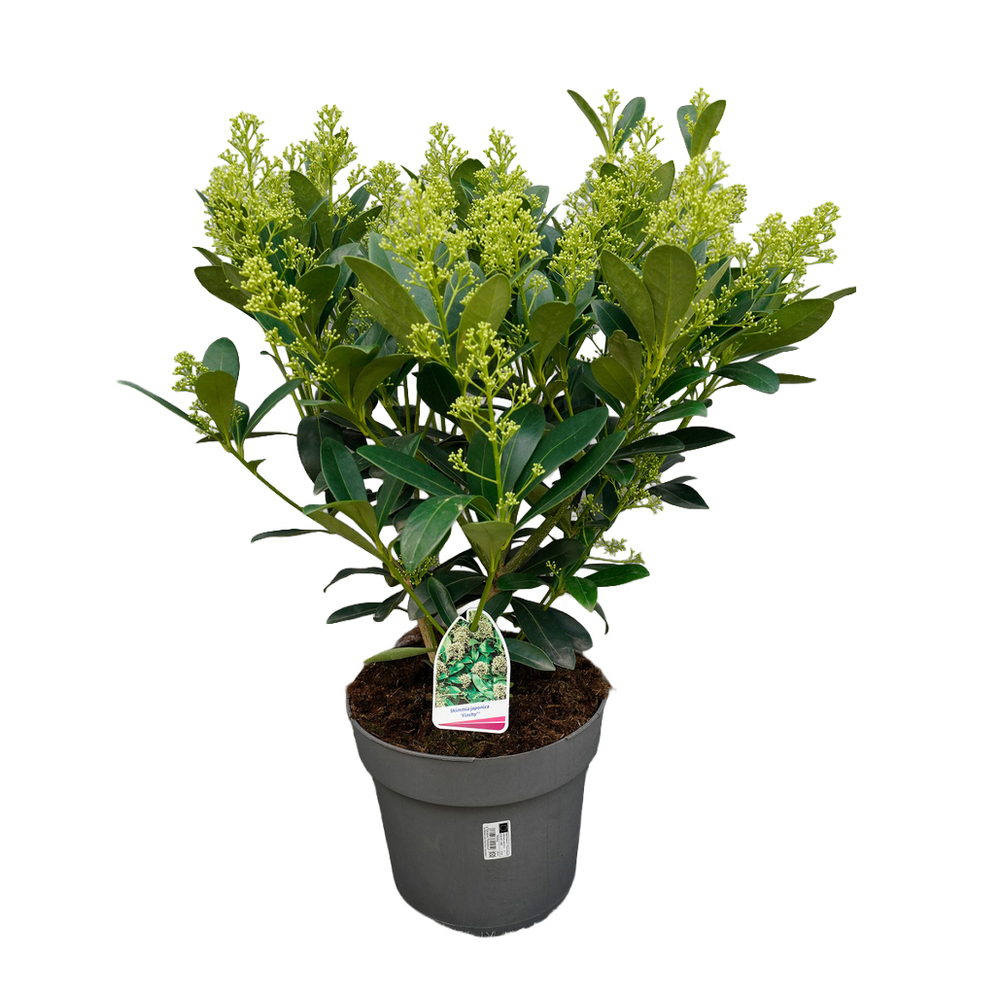 Skimmia japonica finchy
