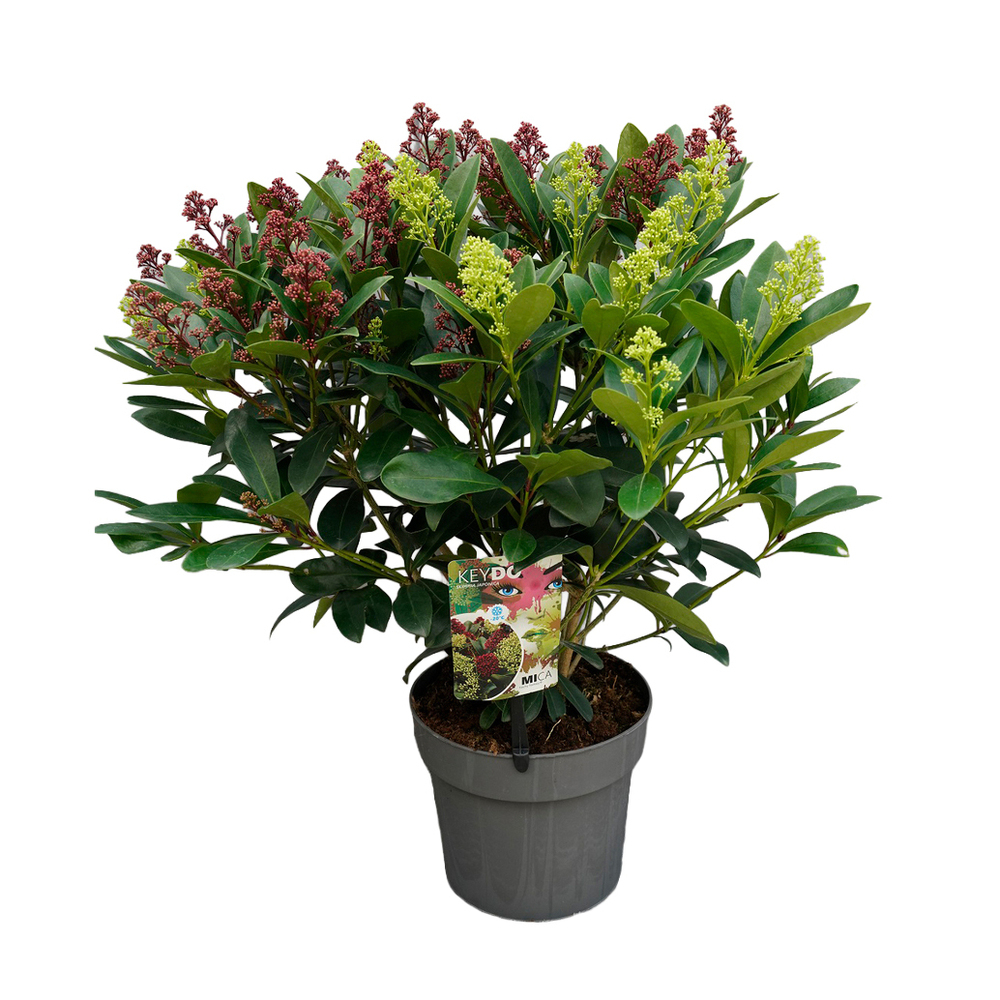 pépinière arbustes et arbres