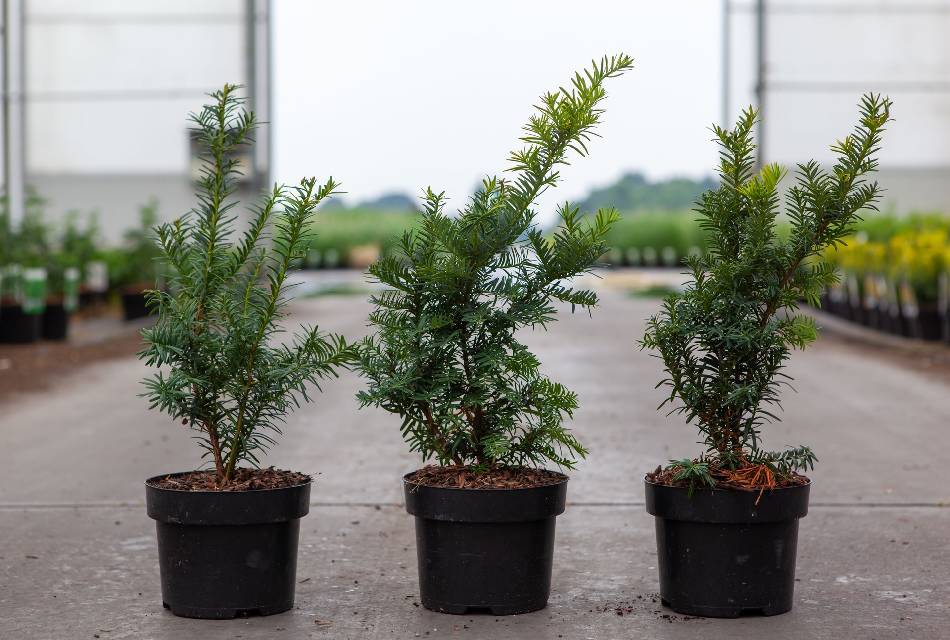 taxus