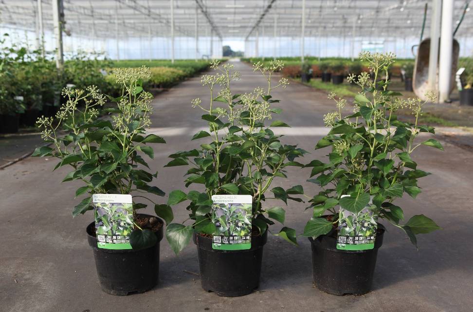 Hedera