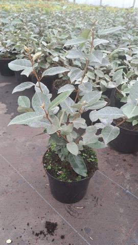 elaeagnus
