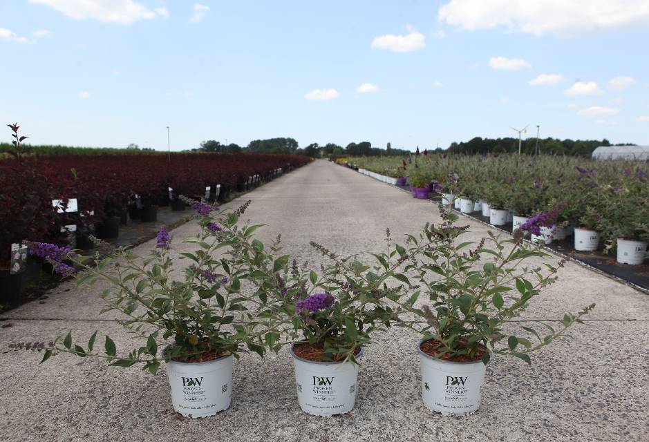 buddleja