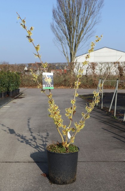 Hamamelis
