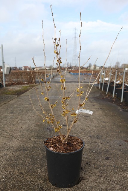 Hamamelis