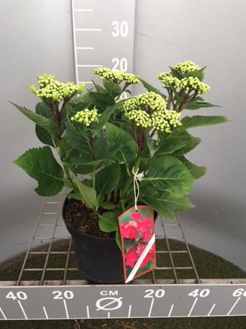 hydrangea