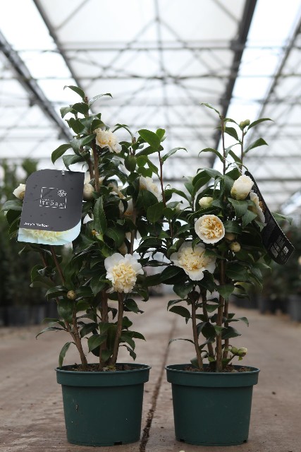 camellia