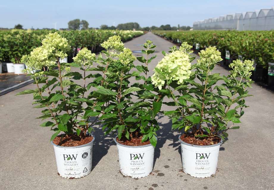 hydrangea