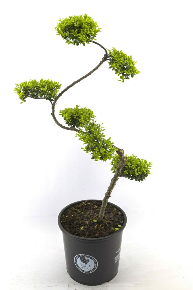 ilex