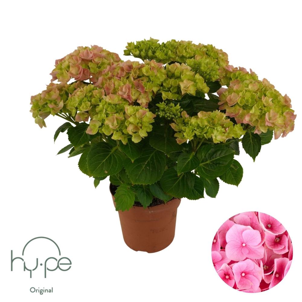 hydrangea