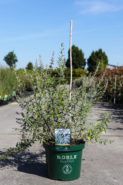 buddleja
