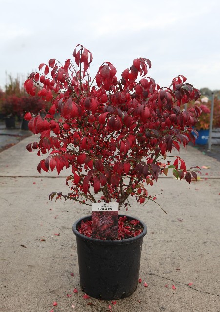 euonymus