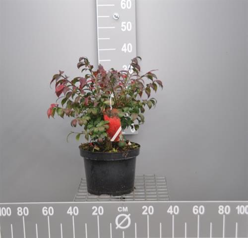 euonymus