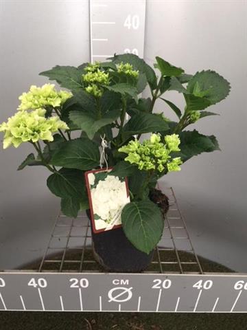 hydrangea