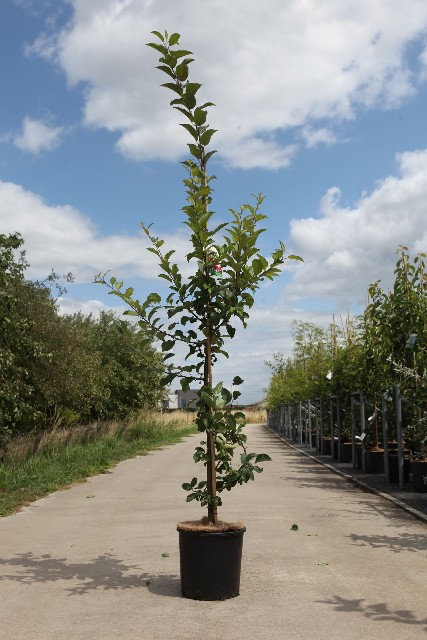 malus