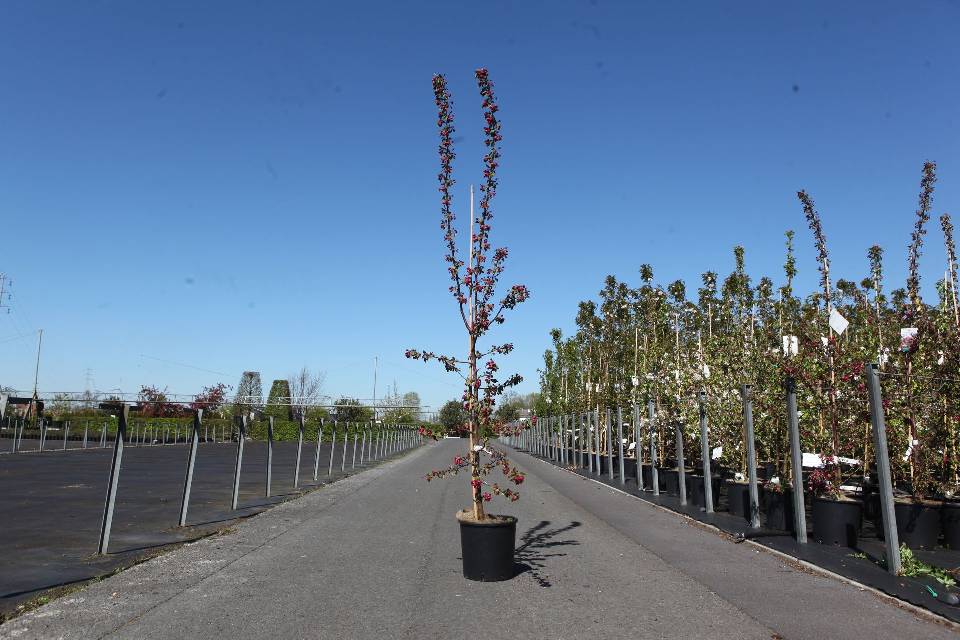 malus