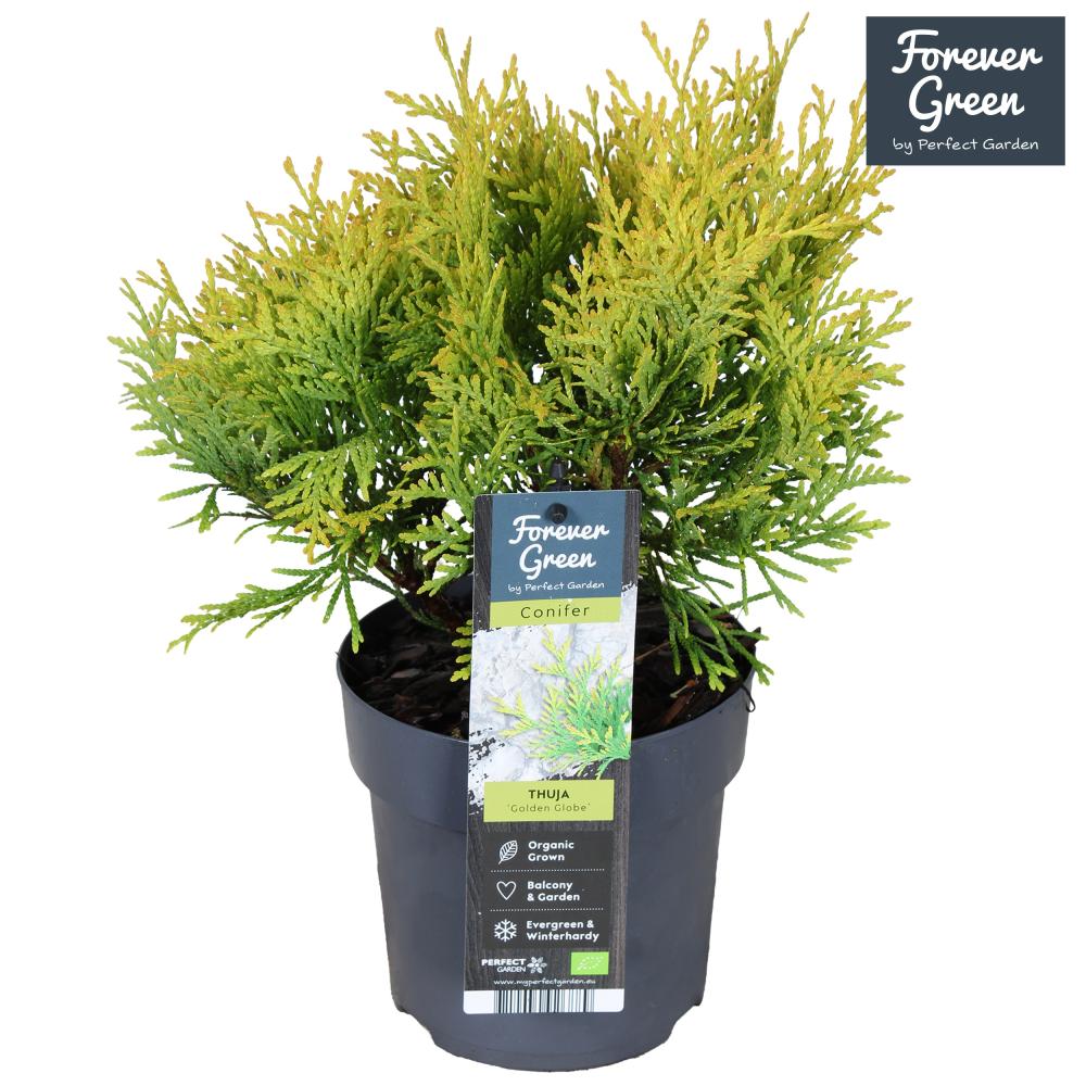 Thuja