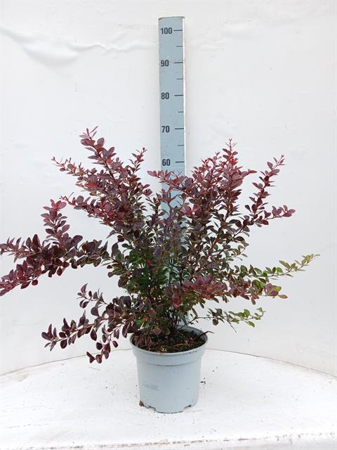 berberis
