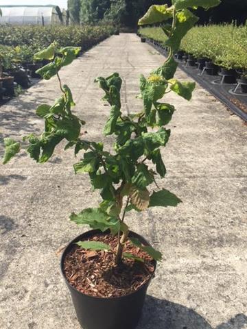 Corylus
