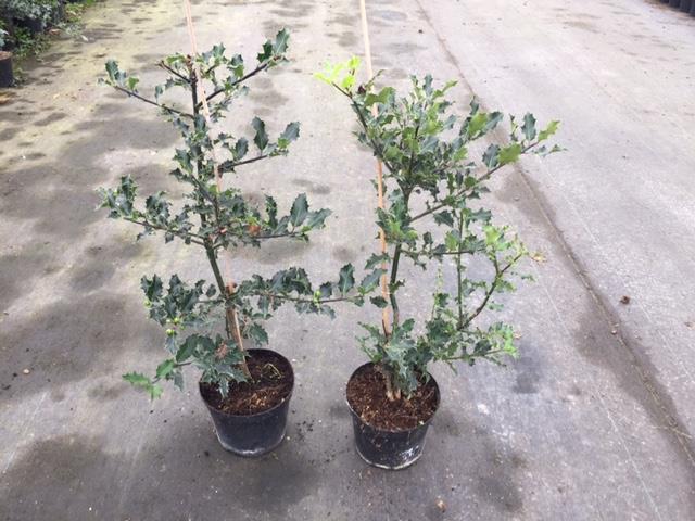 Ilex