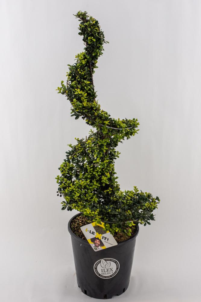 ilex