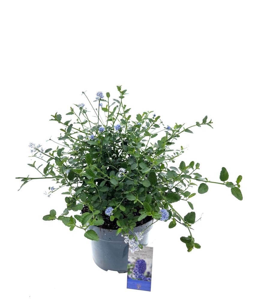 ceanothus