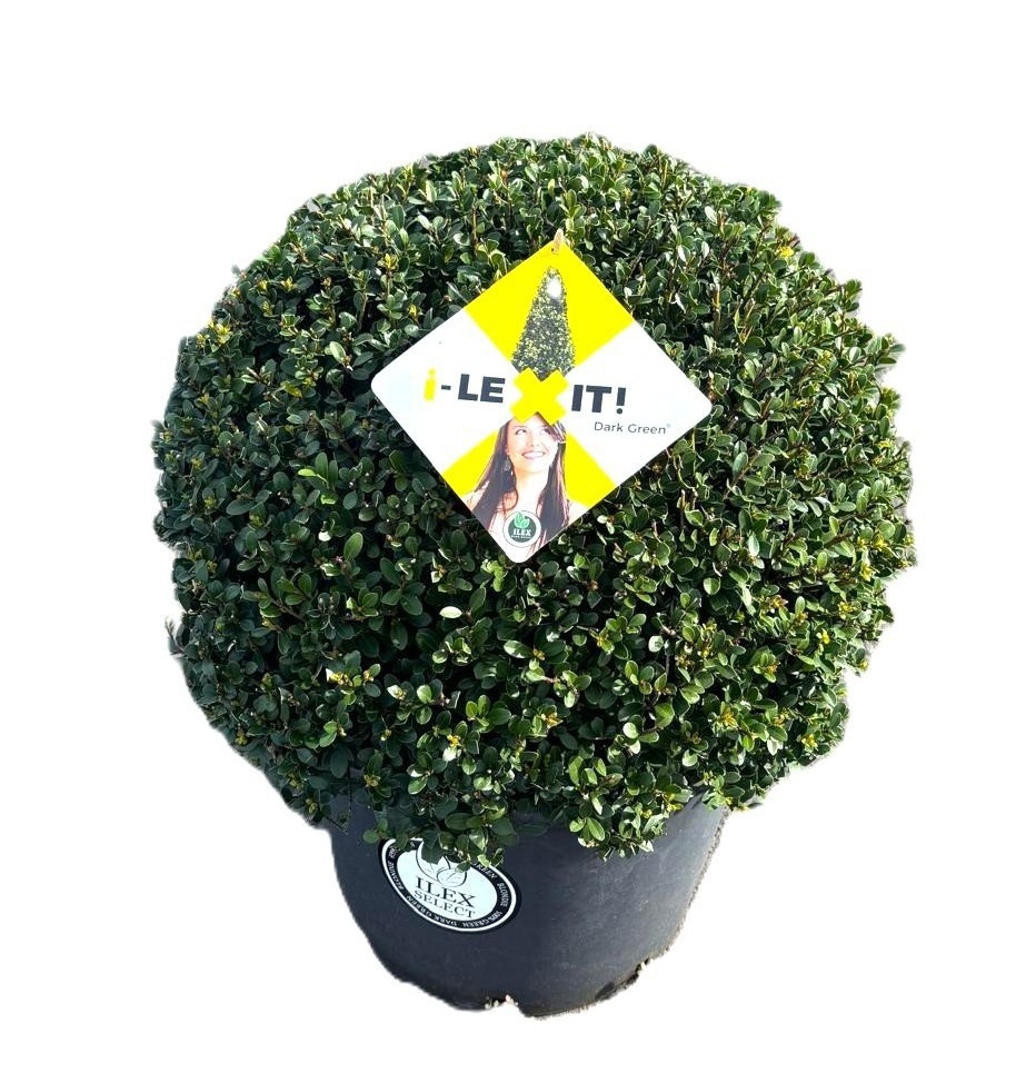ilex