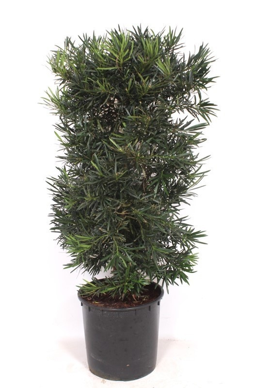 Podocarpus