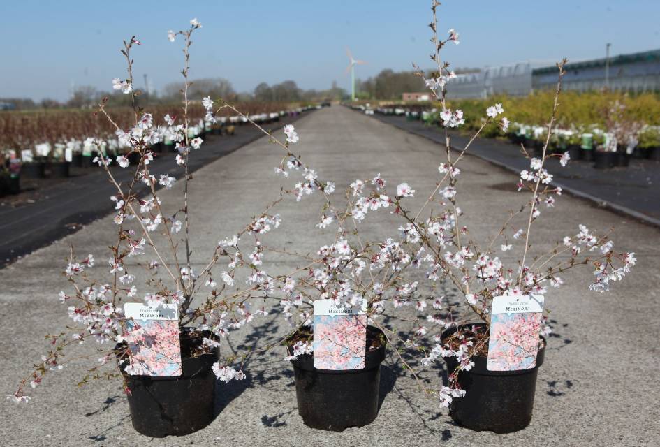 prunus