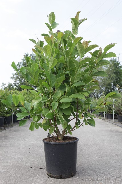 magnolia