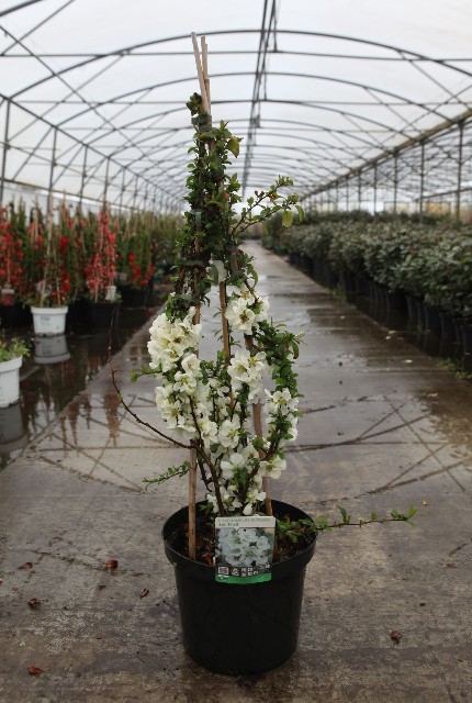 Chaenomeles