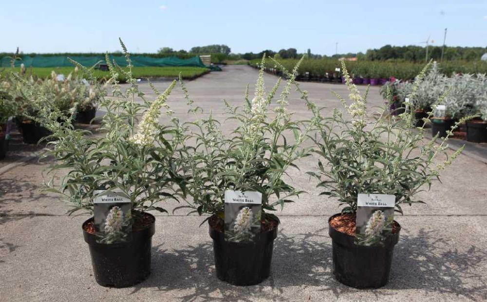 buddleja