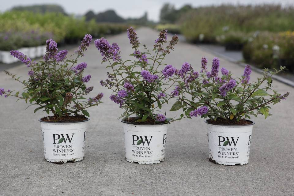Buddleja
