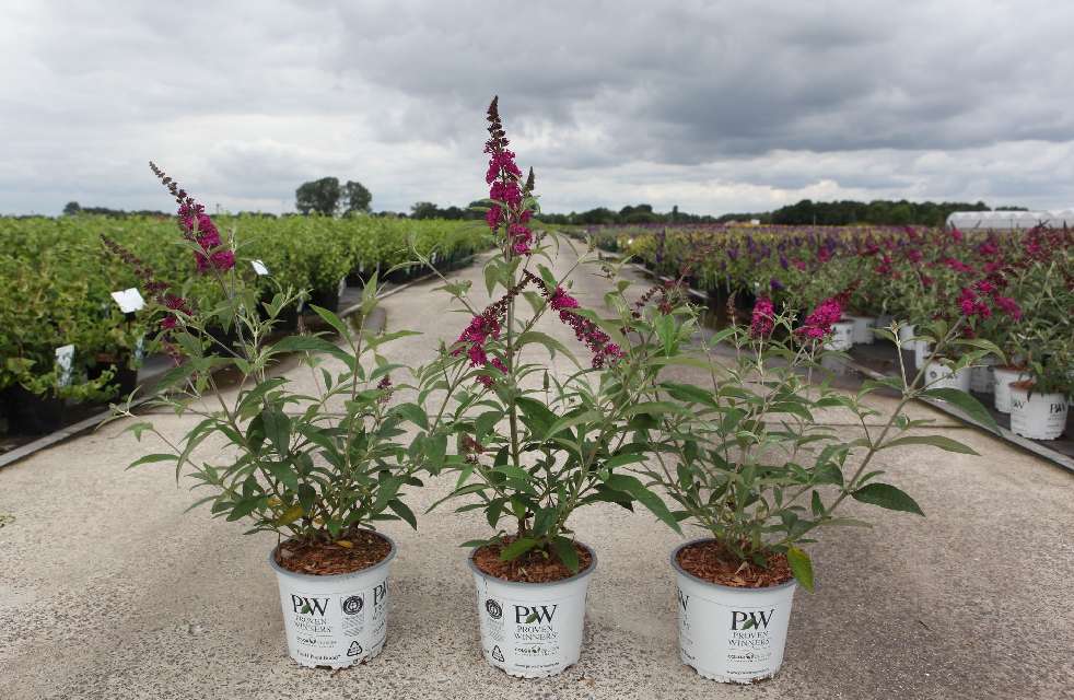 buddleja
