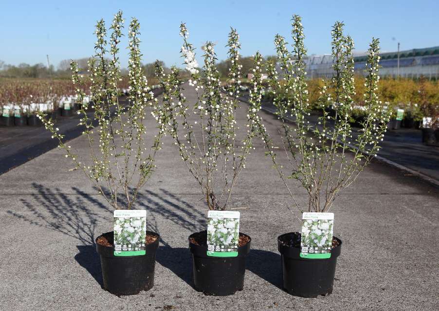 prunus
