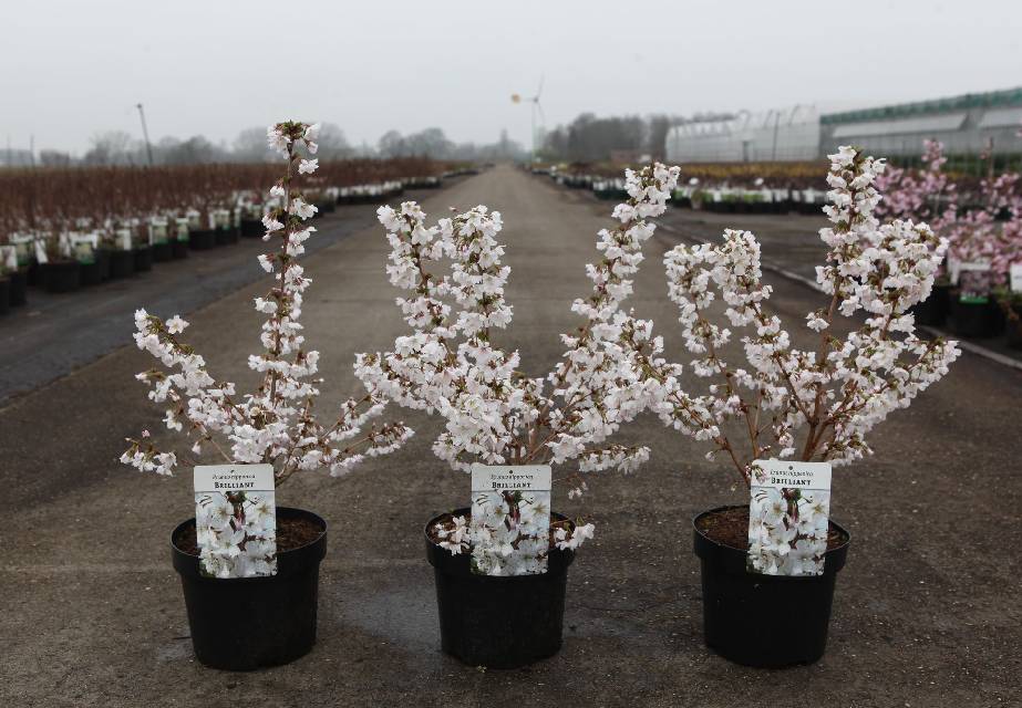 prunus