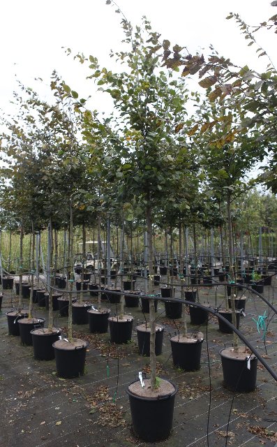 Carpinus