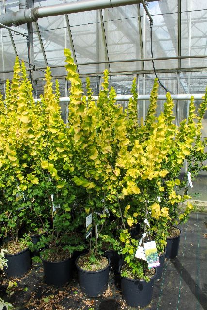 Ulmus