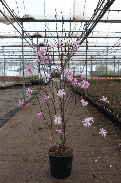 magnolia