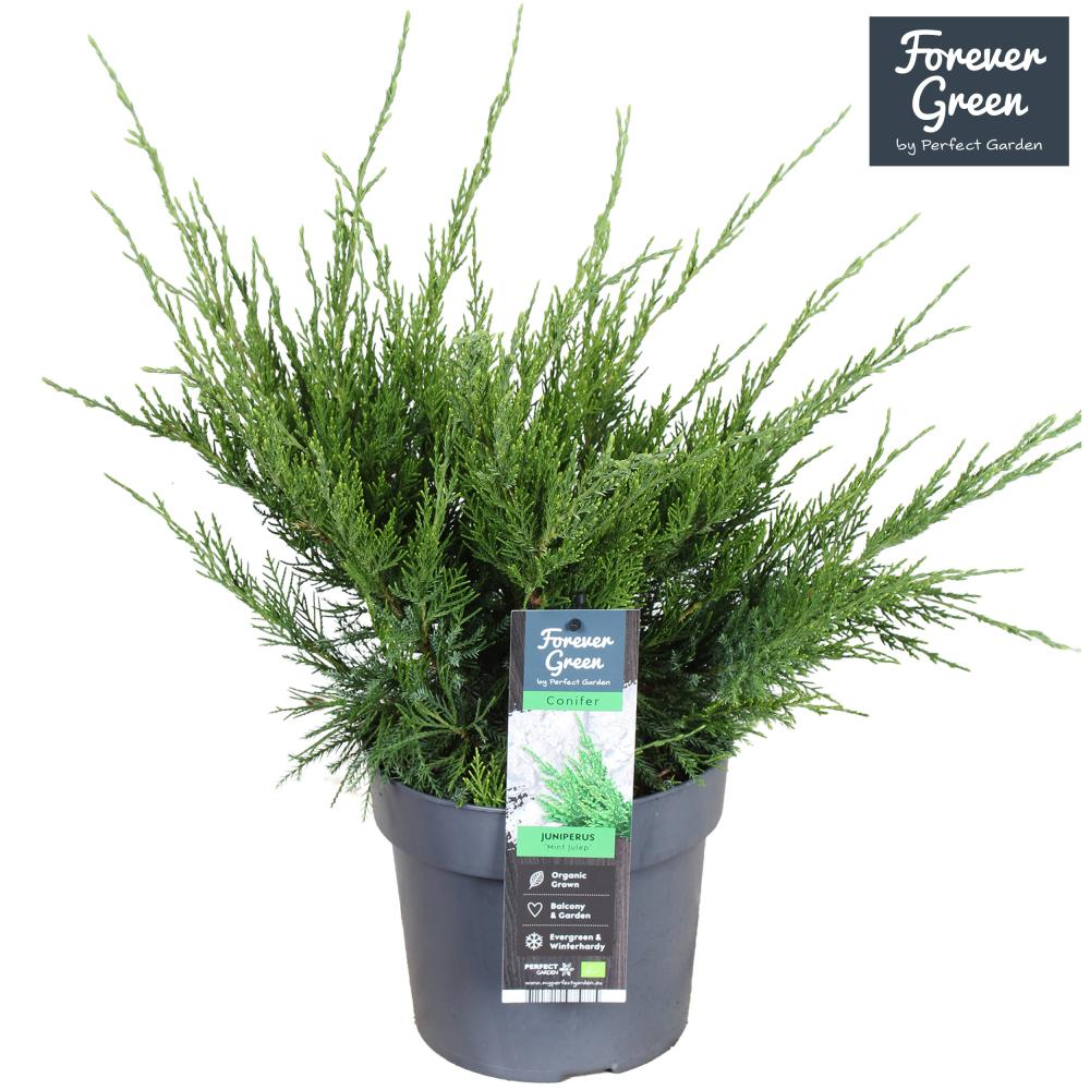 juniperus