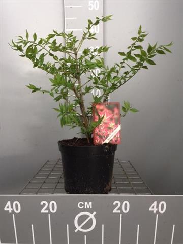 euonymus